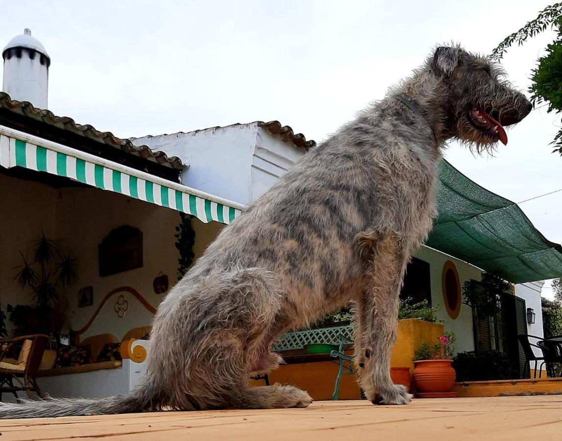 Quinta Do Cano Эвора Экстерьер фото
